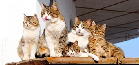 fatcatttttttttt onlyfans leaked picture 1